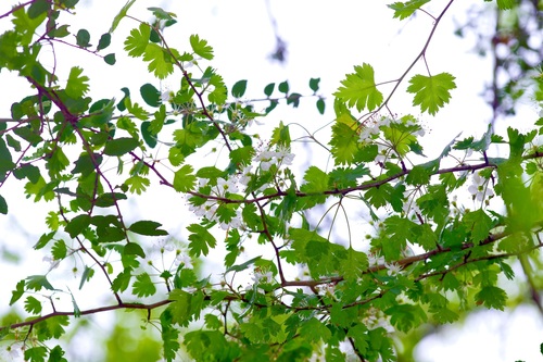 Image of Crataegus marshallii by (c) Michelle W. （鍾偉瑋）, some rights reserved (CC BY)