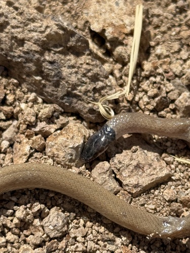 Southwestern Blackhead Snake