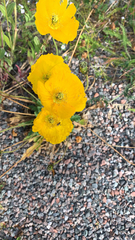 Papaver croceum