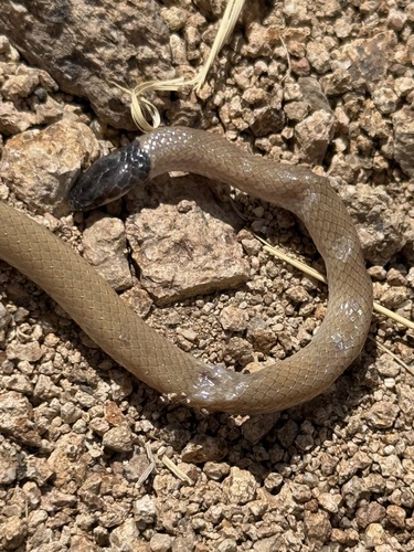 Southwestern Blackhead Snake