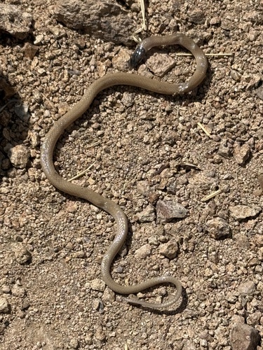Southwestern Blackhead Snake