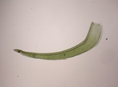 Bryoerythrophyllum recurvirostrum