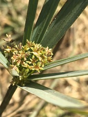 Cyperus sexangularis