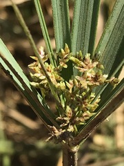 Cyperus sexangularis