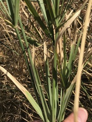 Cyperus sexangularis