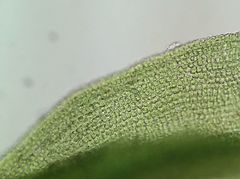 Bryoerythrophyllum recurvirostrum