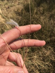 Andropogon eucomus