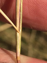 Andropogon eucomus