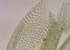 Bryoerythrophyllum recurvirostrum