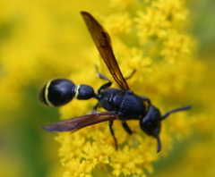 Discoelius