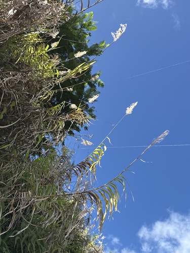 Miscanthus floridulus observed 2025-03-30