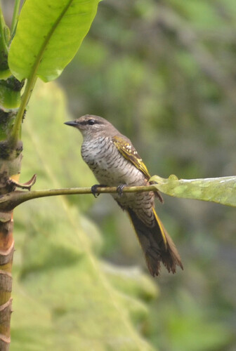 iNaturalist image