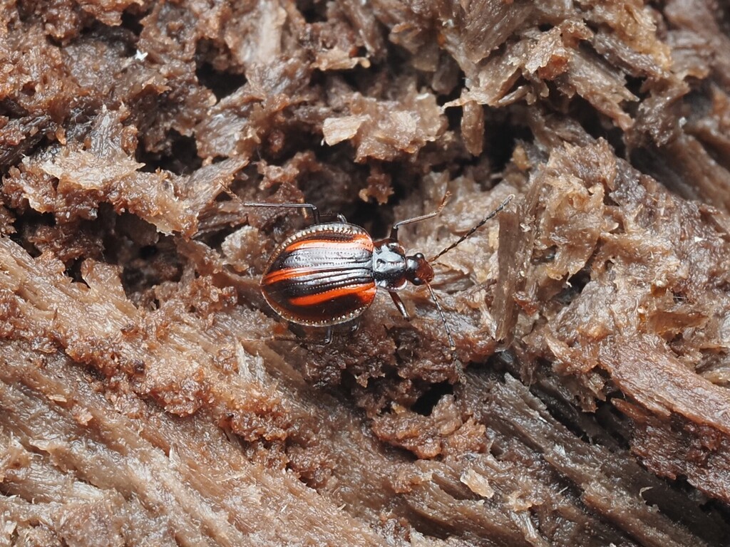 Pteroloma