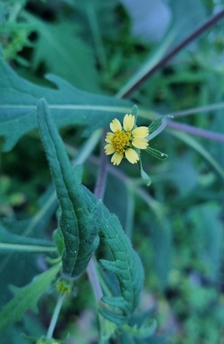 Image of Sigesbeckia Australiensis (Sigesbeckia australiensis) by no rights reserved
