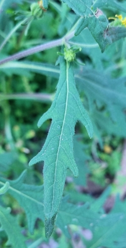 Image of Sigesbeckia Australiensis (Sigesbeckia australiensis) by no rights reserved