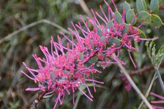 Hakea myrtoides