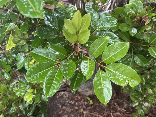 Aglaia elaeagnoidea