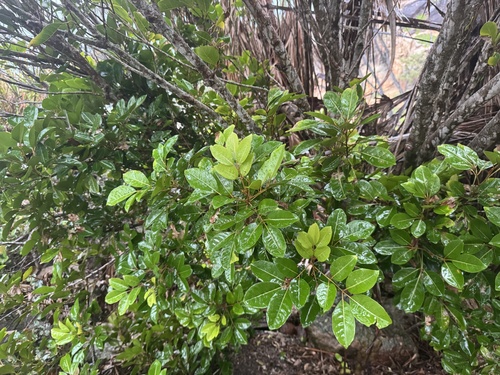 Aglaia elaeagnoidea