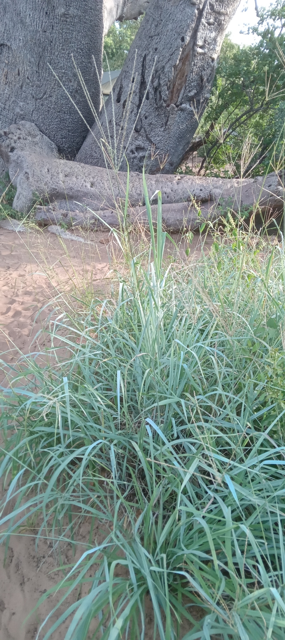 Digitaria grass