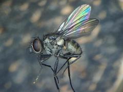 Limnophora triangula