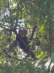 Ailurus fulgens styani