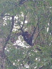 Ailurus fulgens styani