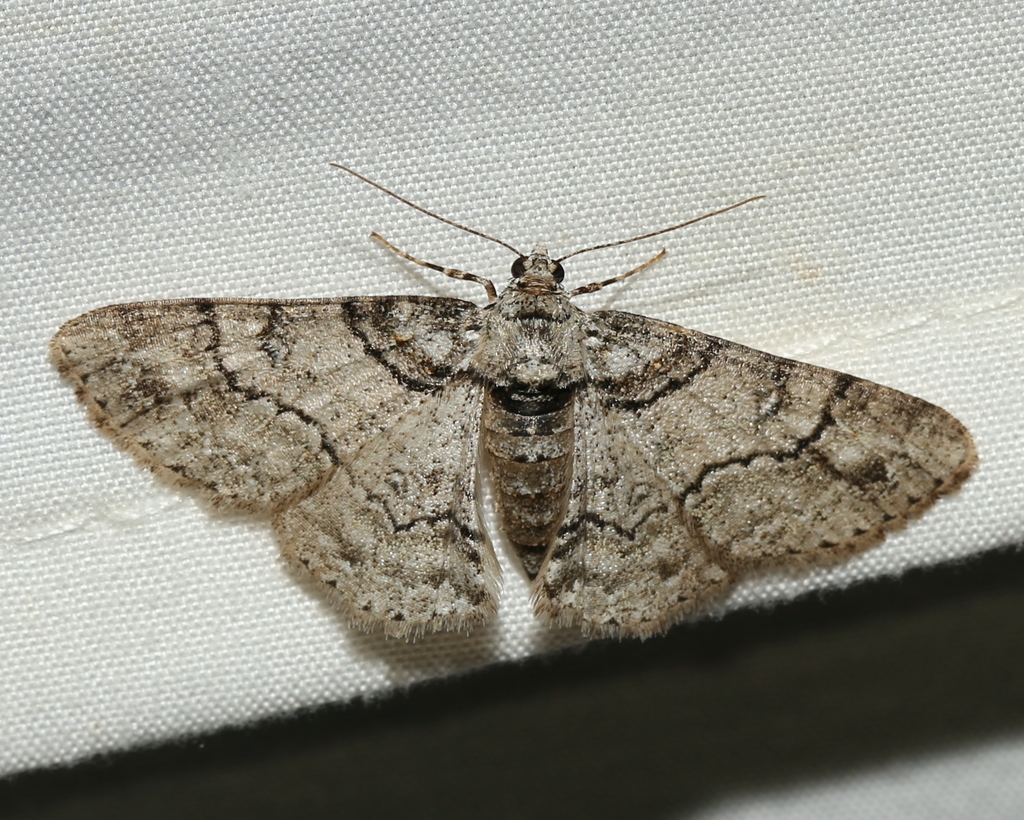 Double-lined Gray
