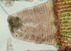 Ulota bruchii