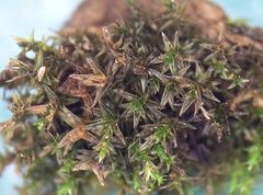 Vinealobryum nicholsonii