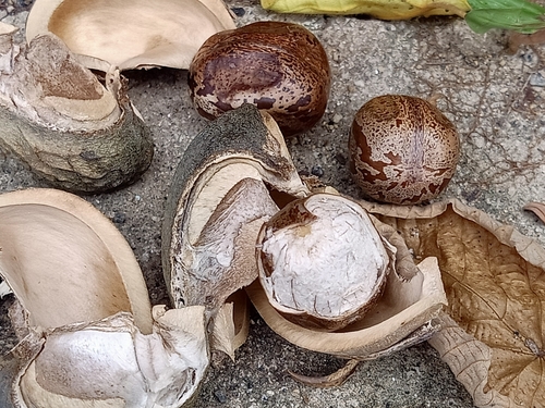 Hevea brasiliensis
