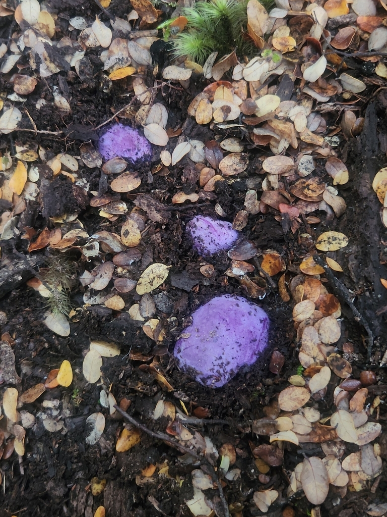 Gallacea scleroderma · March 2025 · photo: © alamettyr (iNaturalist, cc-by)