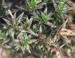 Vinealobryum nicholsonii