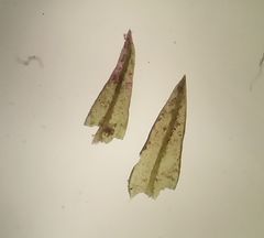 Vinealobryum nicholsonii
