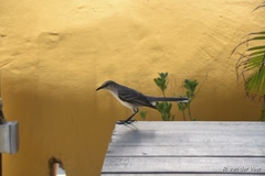 Mimus gilvus rostratus