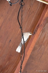 Mimus gilvus rostratus
