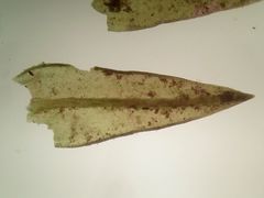 Vinealobryum nicholsonii