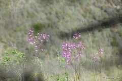 Epidendreae