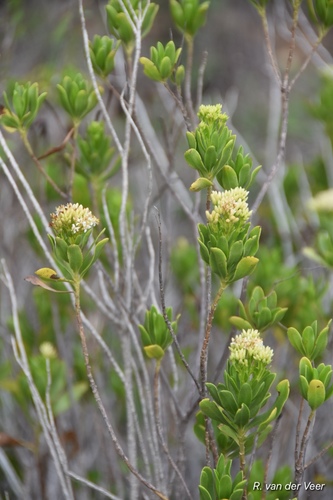 Gundlachia corymbosa