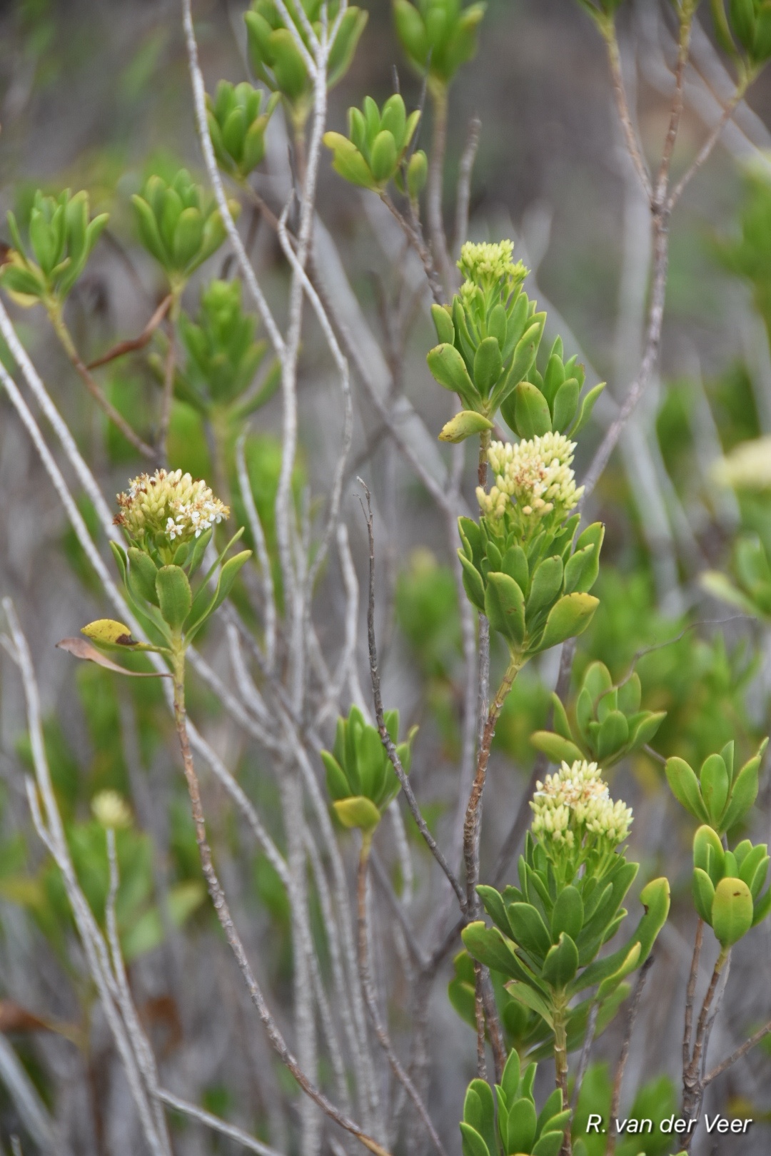 Gundlachia corymbosa