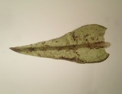 Vinealobryum nicholsonii