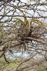 Tillandsia utriculata