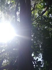 Libidibia sclerocarpa