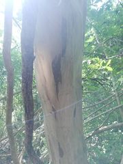 Libidibia sclerocarpa