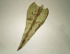 Vinealobryum nicholsonii
