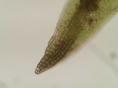 Vinealobryum nicholsonii