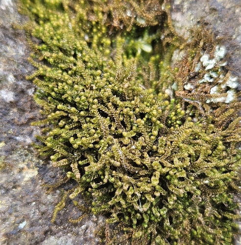 Image of Orthocaulis atlanticus by (c) Helen Waterman, some rights reserved (CC BY)