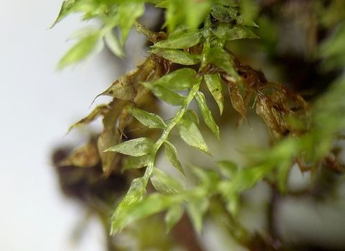 Representative image of Oxyrrhynchium speciosum