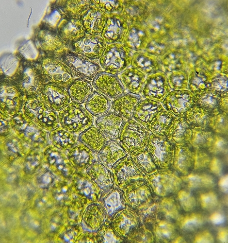 Image of Orthocaulis atlanticus by (c) Helen Waterman, some rights reserved (CC BY)