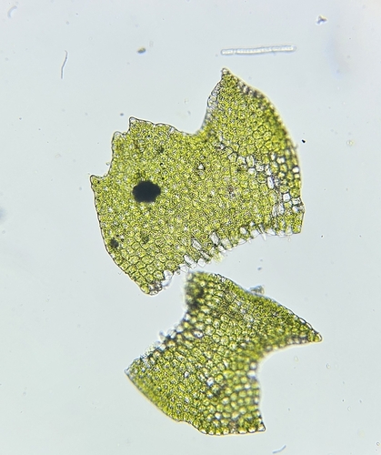 Image of Orthocaulis atlanticus by (c) Helen Waterman, some rights reserved (CC BY)