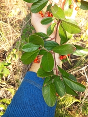 Cotoneaster glaucophyllus
